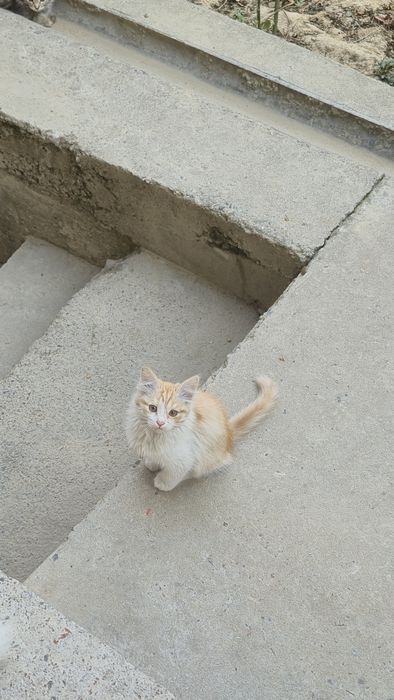 Мушуклар бор, озингиз уйдан келиб олиб кетасиз.