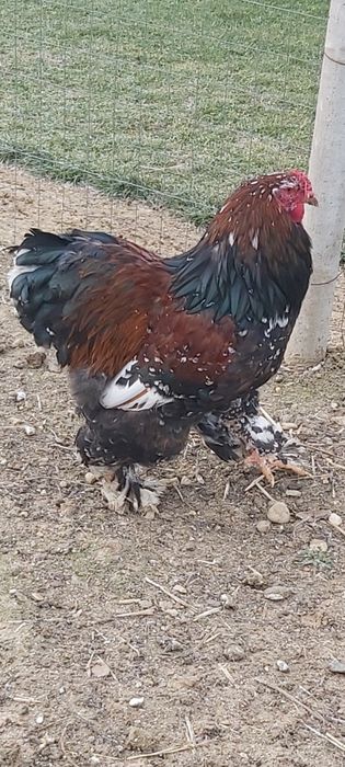 Cocoș brahma portelan