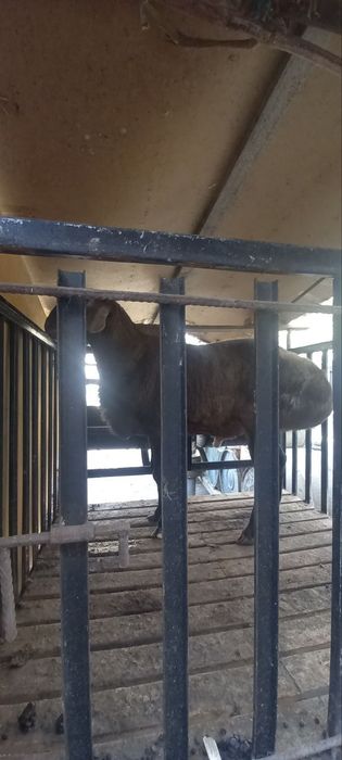 Баран Арашан!Арашан Куй Сотилади