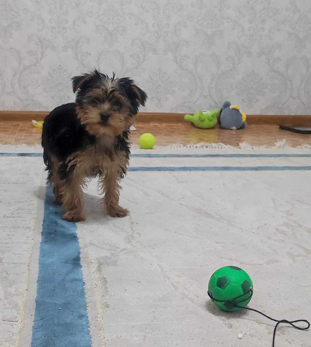 Продам Йоркширского терьера, щенок 3 месяца, здоровый и активный.