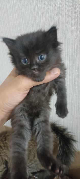 Отдам котёнка девочка в хорошие и добрые руки
