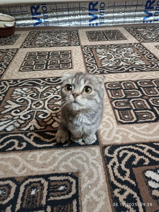 Мушук боласи пародистий