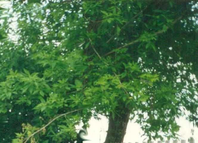 Продам земельный участок 50 соток