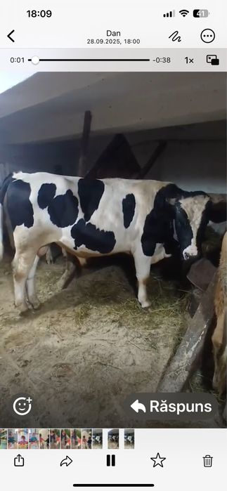 Vand taur holstein