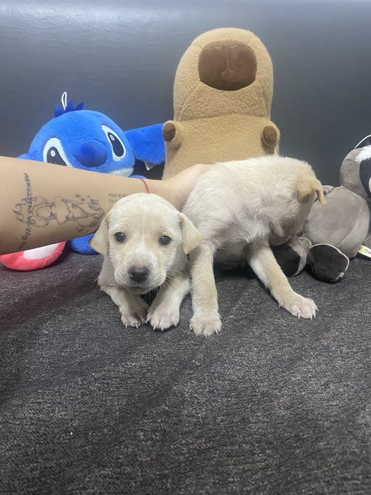 Брошеные щенята ищут дом