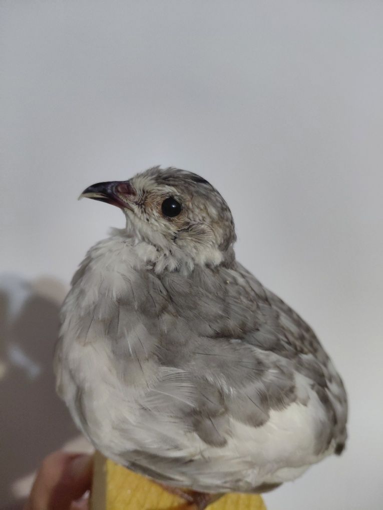 Mascul prepelita impaiat taxidermie