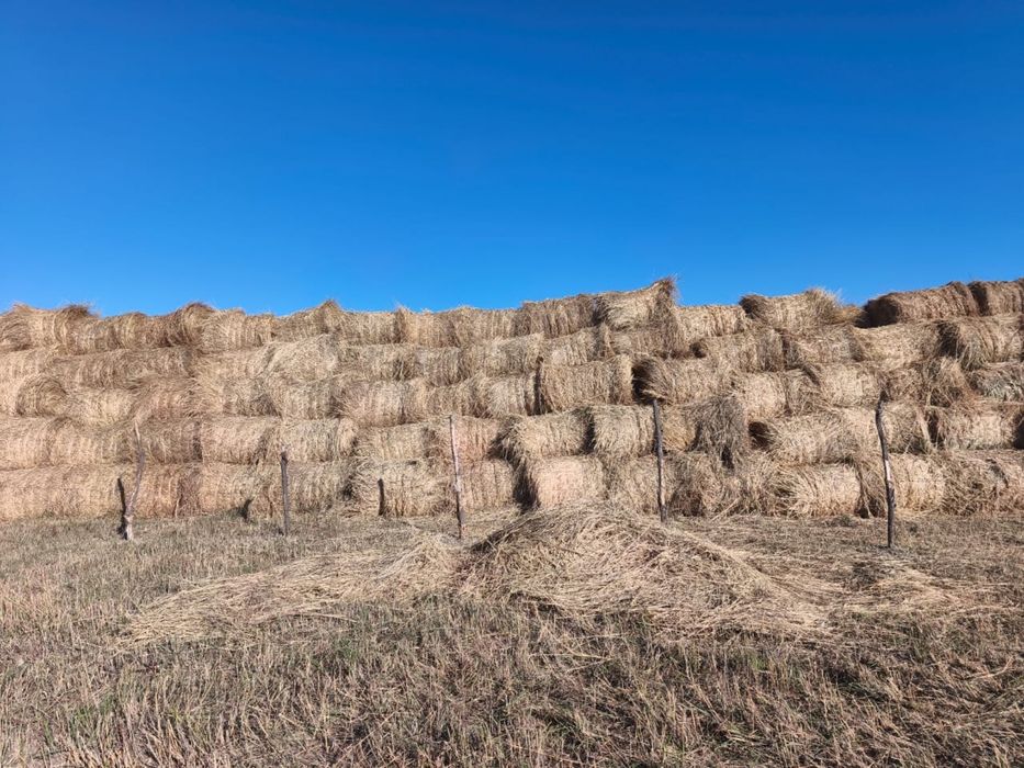 Руллон ШОП, Руллон Сено