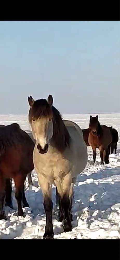 Екі мұғалжар айғыр сатылады