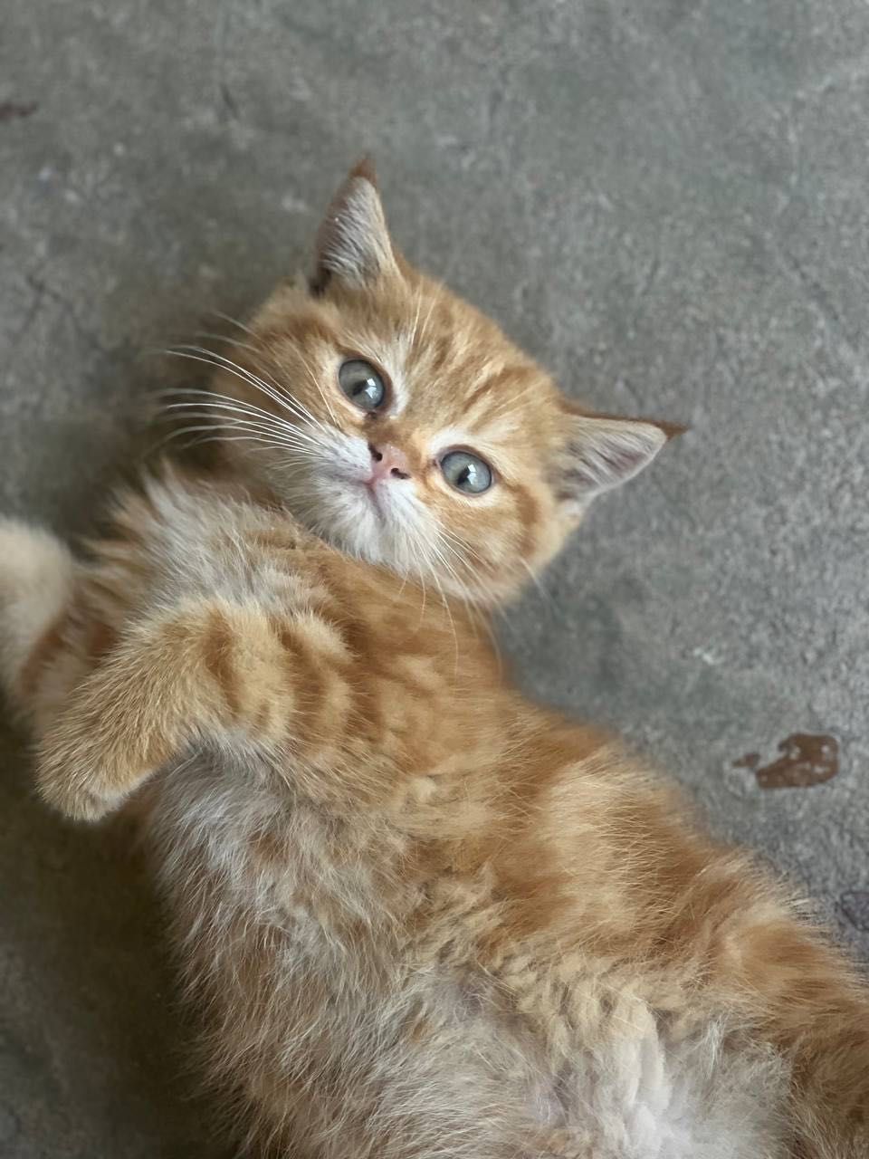 Котенок породистый
