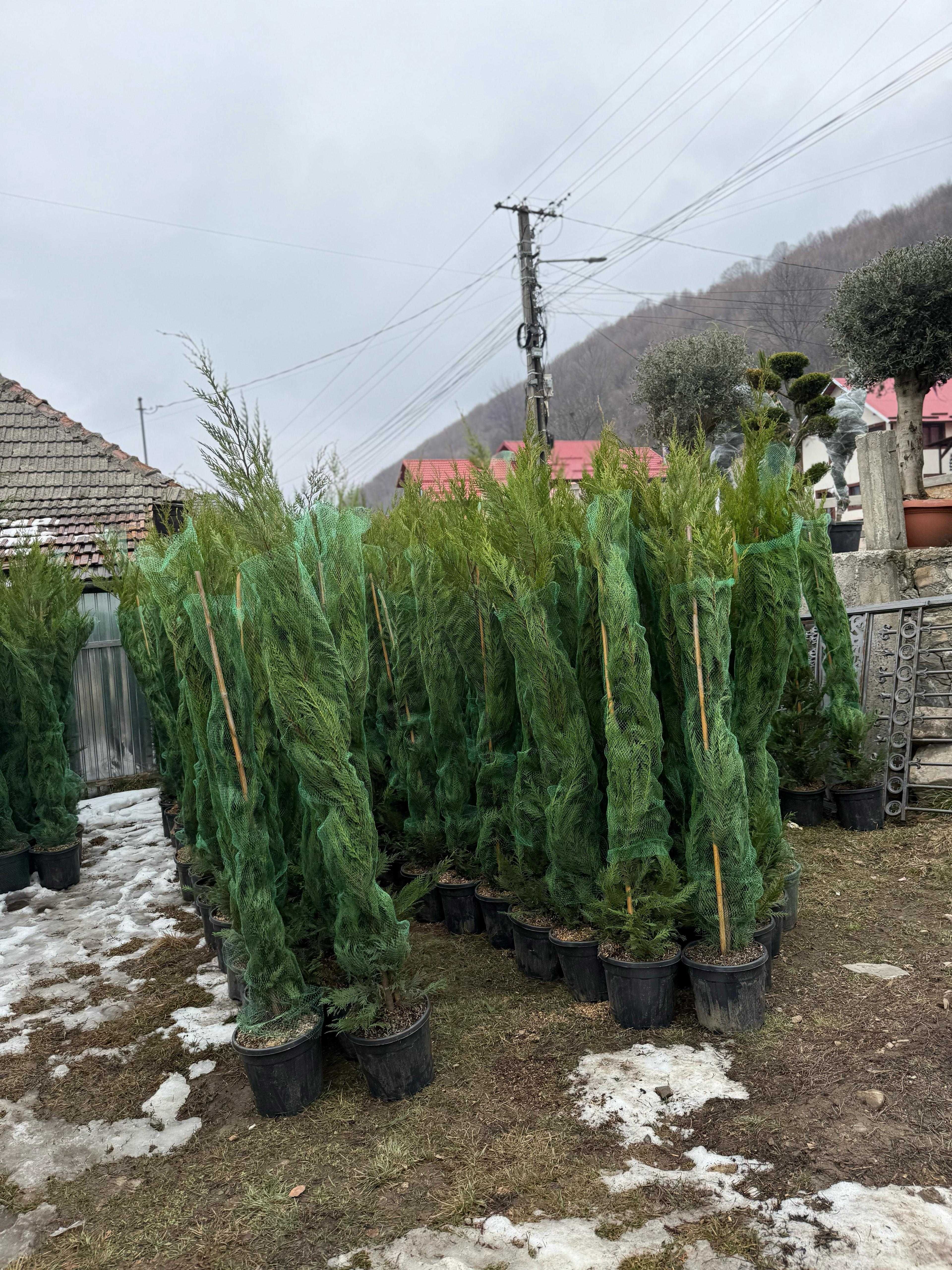 Tuia Smaragd și Leylandii – Gard viu dens și verde tot anul!