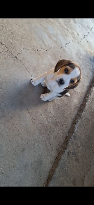 Продавам Малки Бигъли