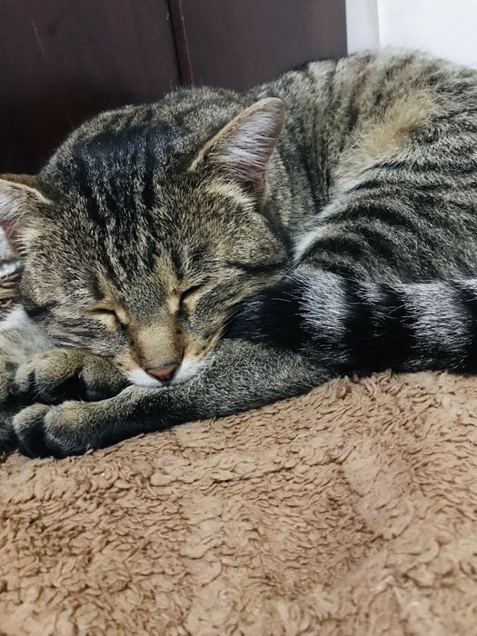 Кошка одам горшок в туалет ходит