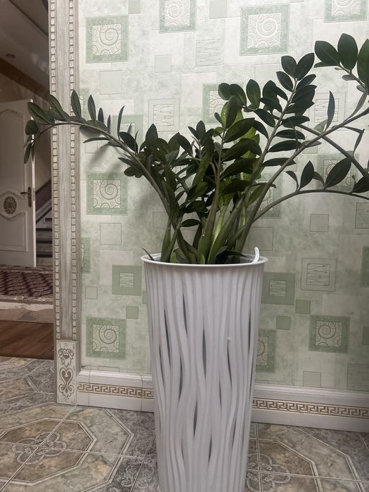 Комнатные цветы Доллоровое дерево Замиакулькас