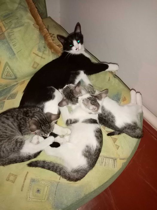 котенок девочка и мальчики 2 месяца к лотку приучены в добрые руки