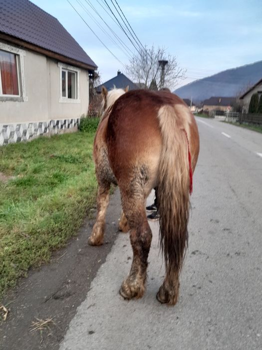 Vâd manz de un an și 5 luni