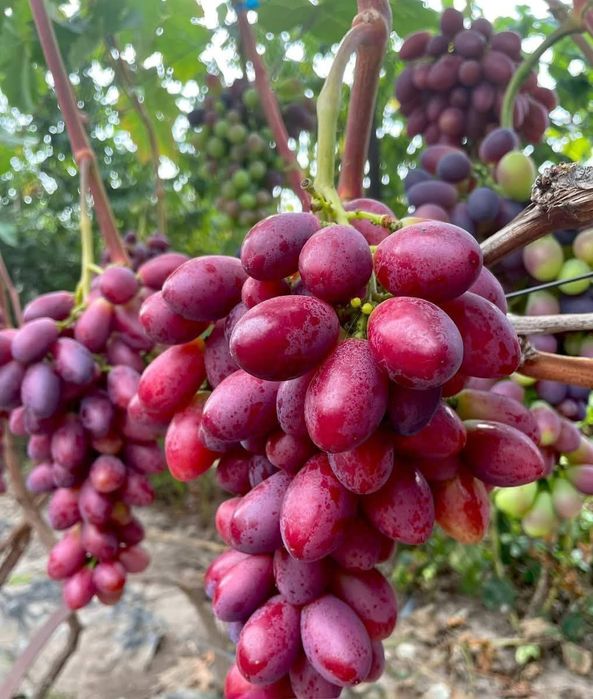 Vita de vie soiuri cu gust de muscat si gust armonios fructat