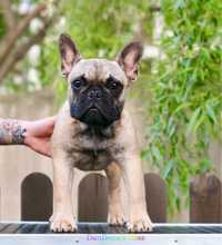 Bulldog francez cu pedigree - mascul