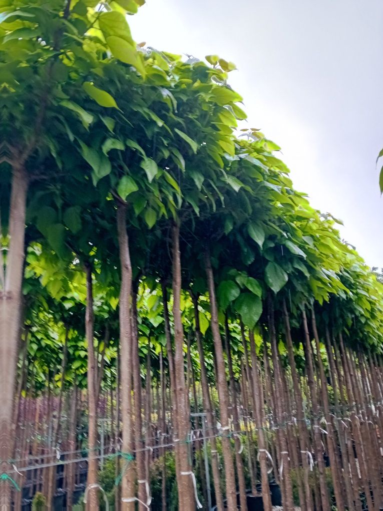 Vând catalpa globulară ornamentală