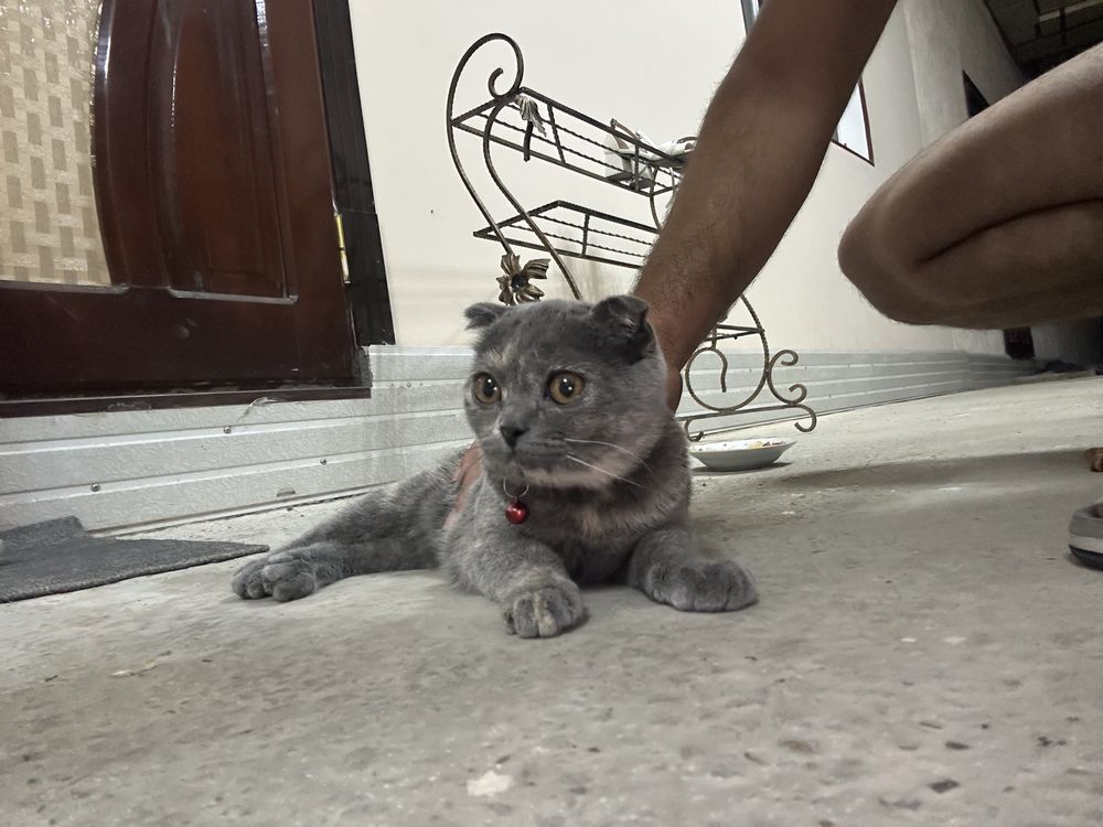 Scottish Fold зоти тоза мушук сотилади