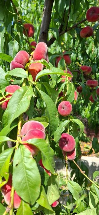 Pomi altoiti piersic plat turtit