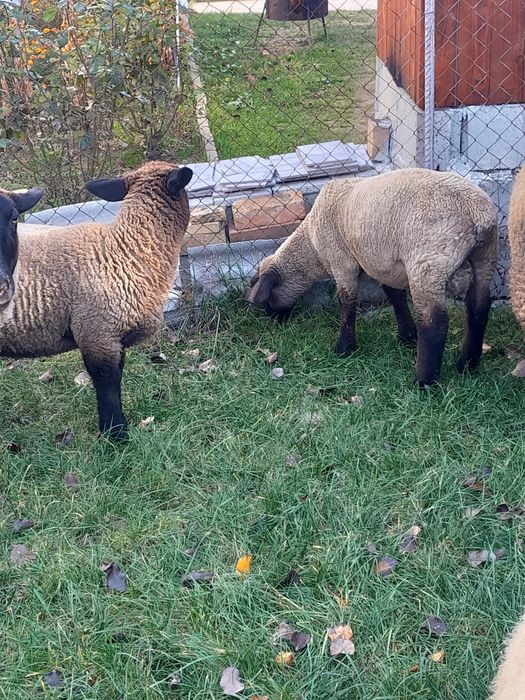 Mieluta și berbecuț suffolk