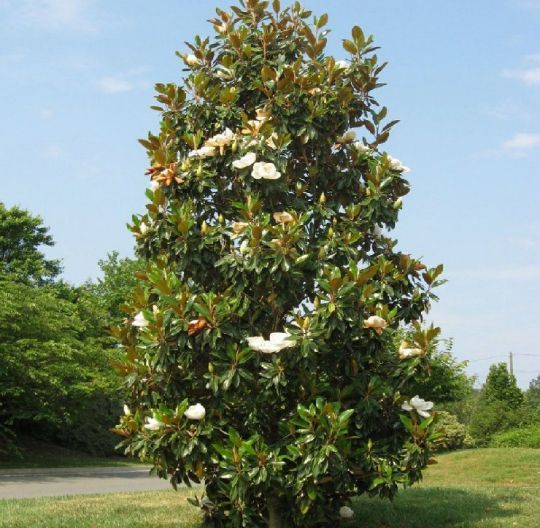 Magnolia Grandiflora (Veșnic Verde )