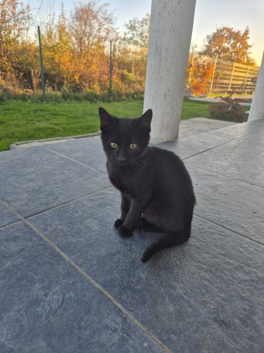 2 pui de pisică pentru adopție