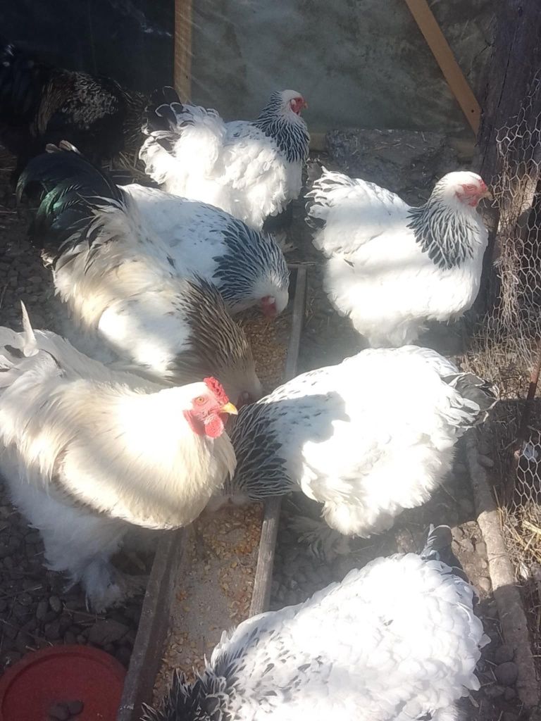 Găini și cocoși brahma herminat deschis