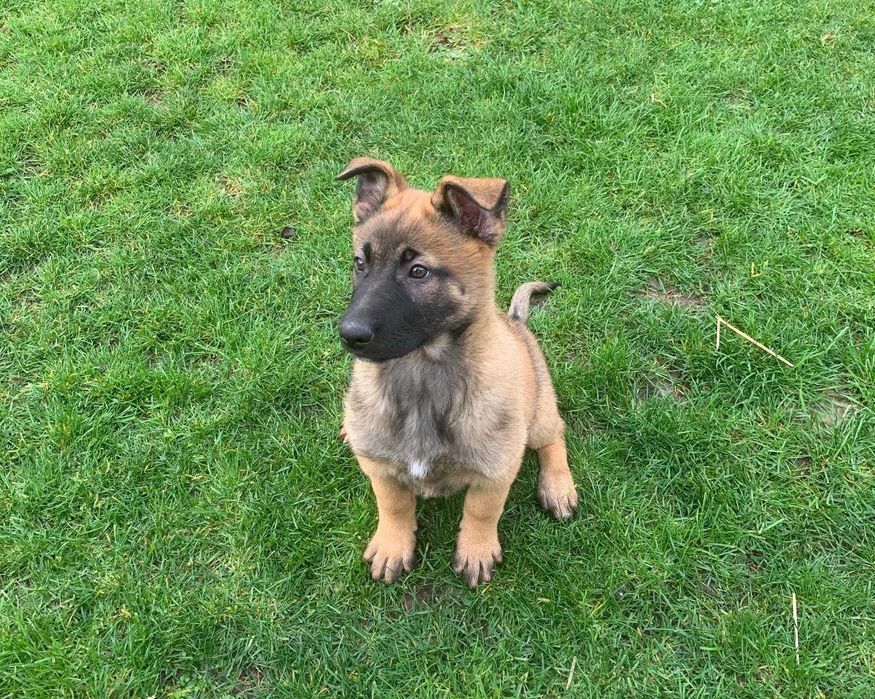 Rasa mixtă Malinois x Ciobănesc German