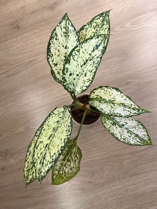 Аглаонема, разные сорта