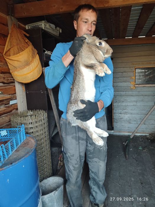 Кролики-великаны