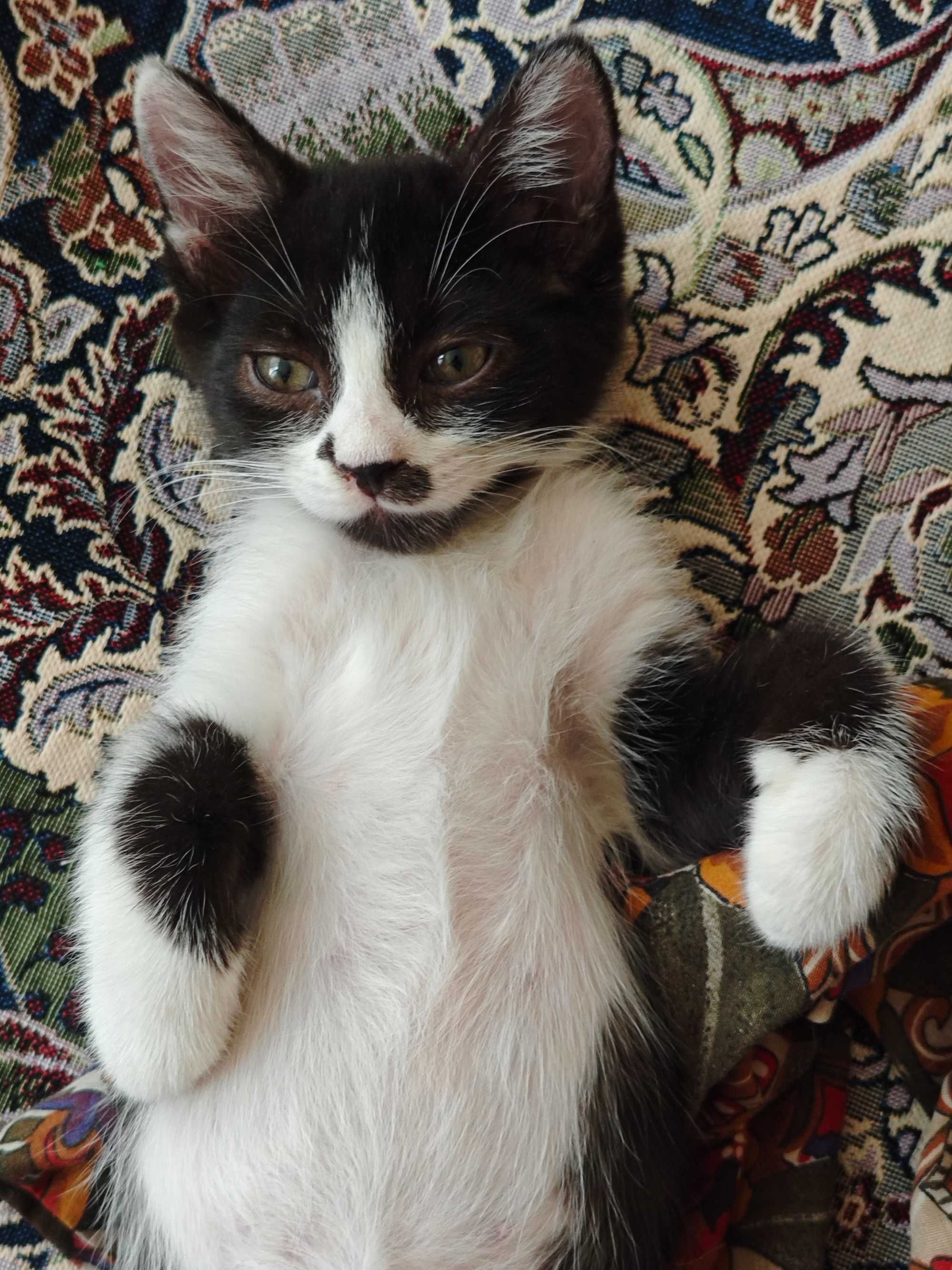 Ласкового котёнка в добрые руки!