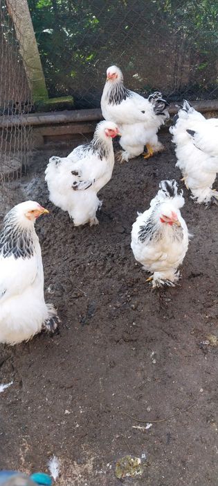 Vând 5 găini Brahma Herminat Deschis