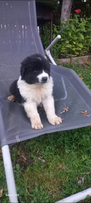 Ciobanesc de Bucovina