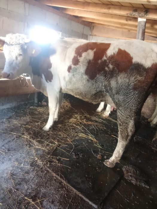 Vând junică la prima fătare cu vițel preț 9500 lei