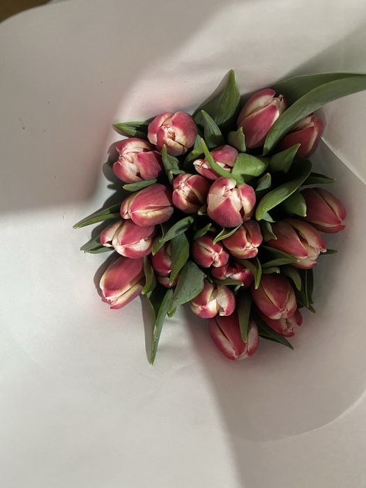 Лола тюлпан пийози