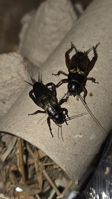 Gryllus bimaculatus-greieri