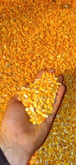 Porumb boabe de vanzare .. 1 lei… kg