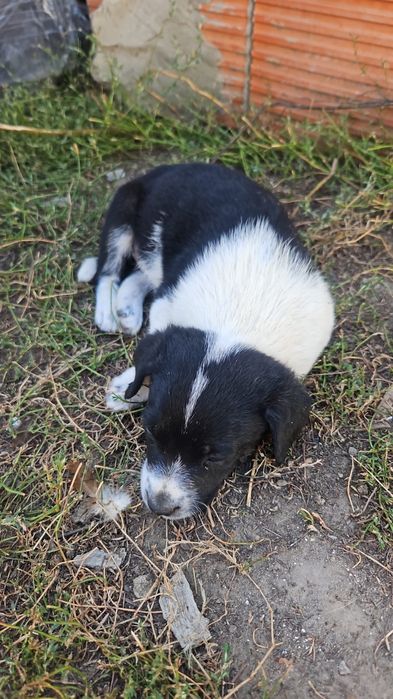 Ofer căței spre adopție 2 fetițe 2 baieti talie mica deparazitati