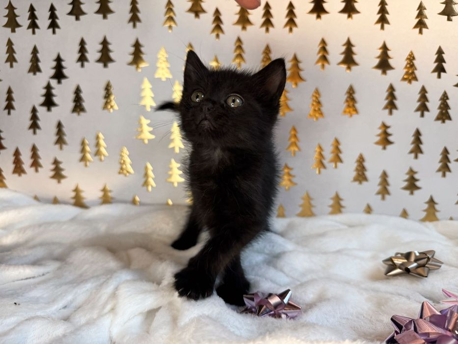 Пантери  4 на брой