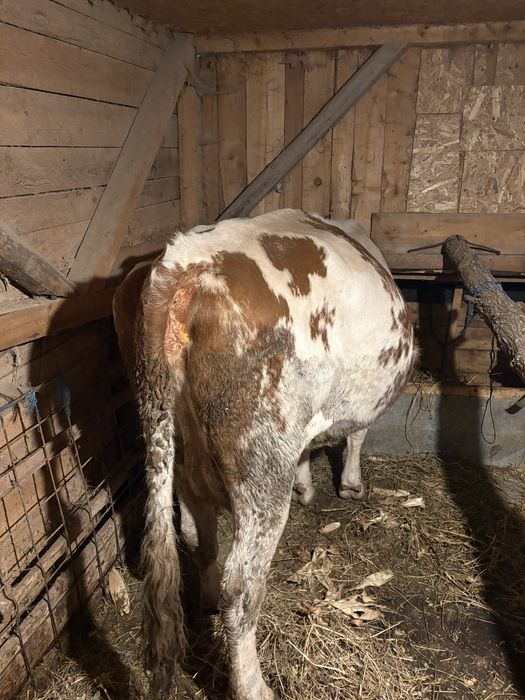 Vaca de 6 ani cu 2 vitei , un tauras si o vitea