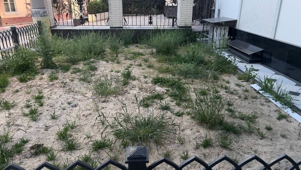 Газон европа уруғларидан палив ланшафт  хизмати мавжуд