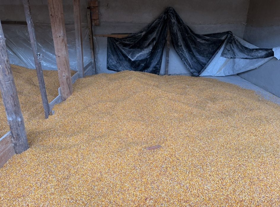 Porumb boabe de bună calitate