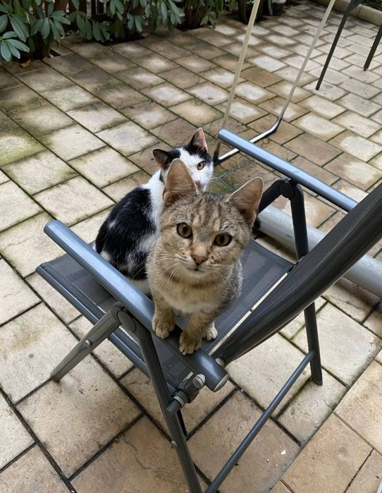 Donez 2 motani micuti