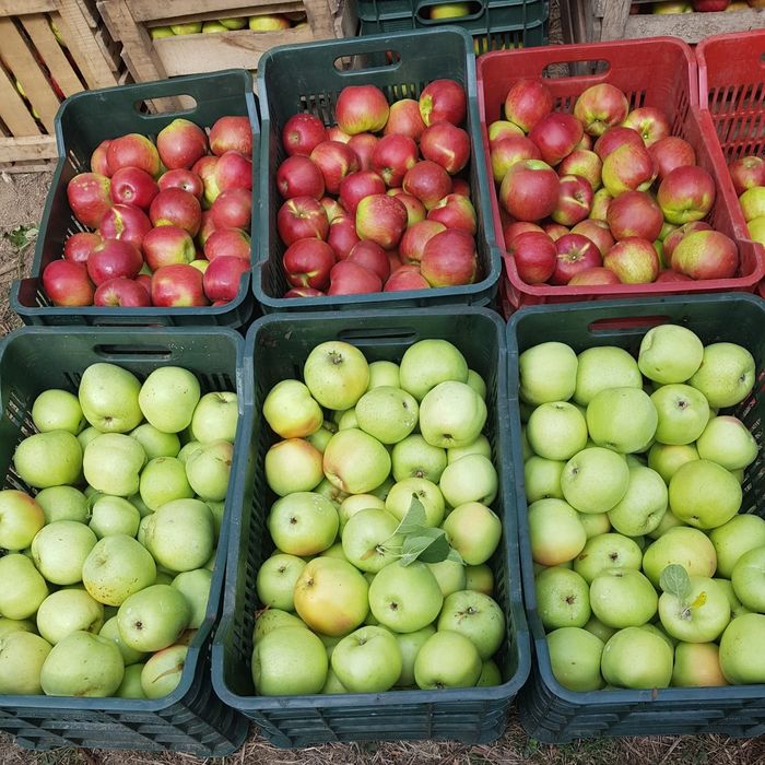 Mere de voinești diverse soiuri