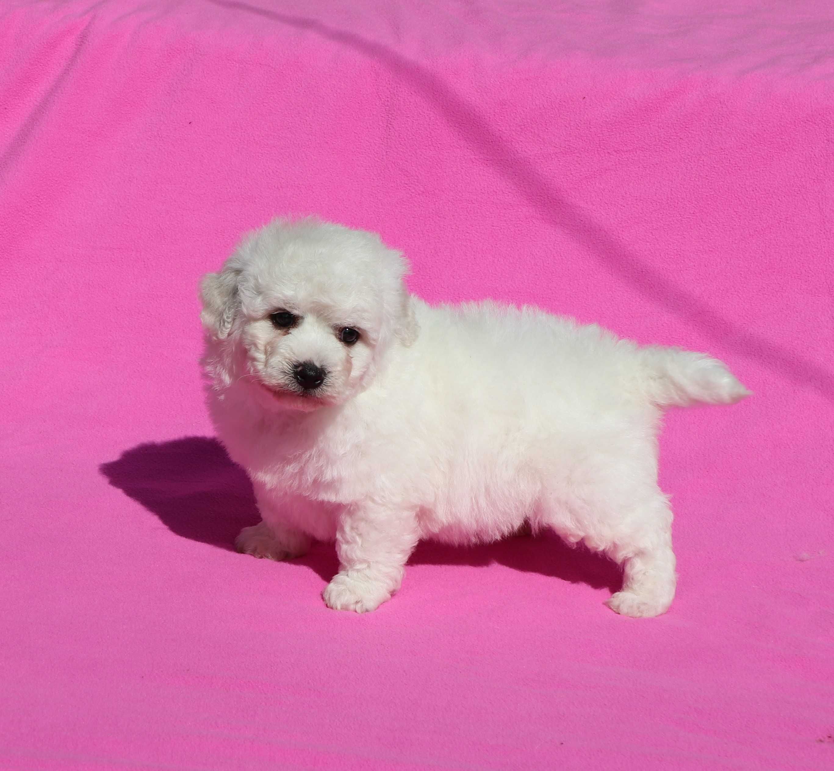 Bichon Fise masc cu pedigree FCI