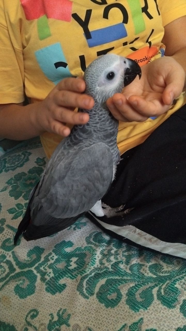Говорящий Ручной Жако КОНГО