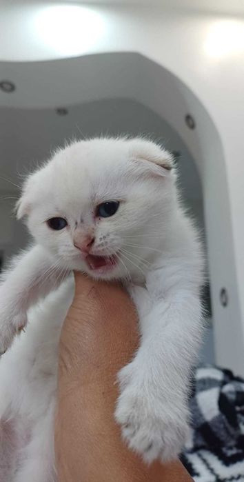 Уникална порода котенца бяла чинчила