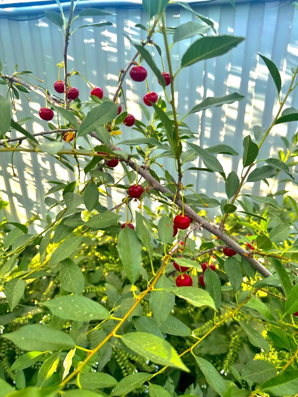 Продам дачу с домом С/о Химик