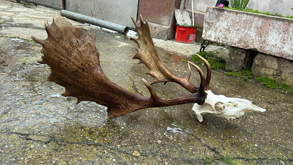 Trofeu coarne de cerb lopătar